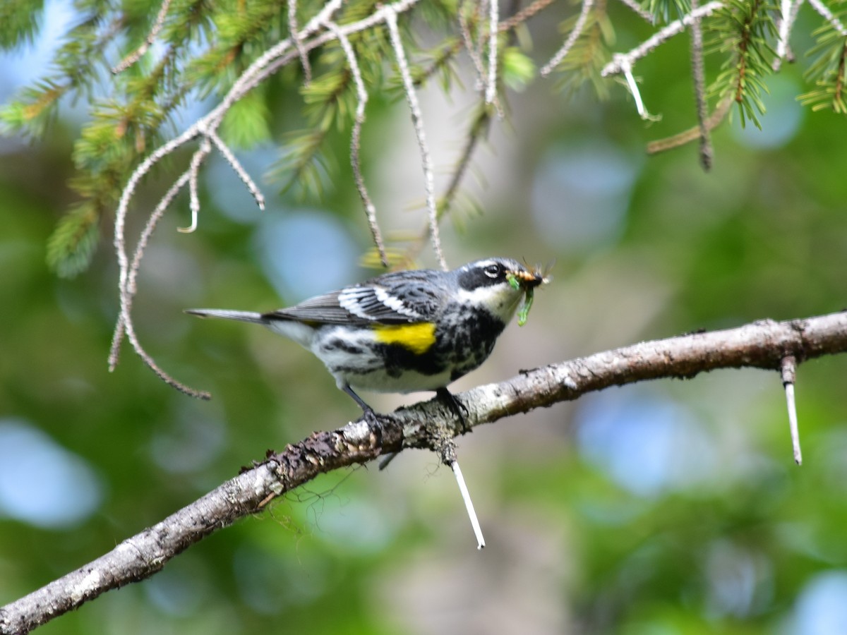 Yellow-rumped Warbler - Debbie Maas