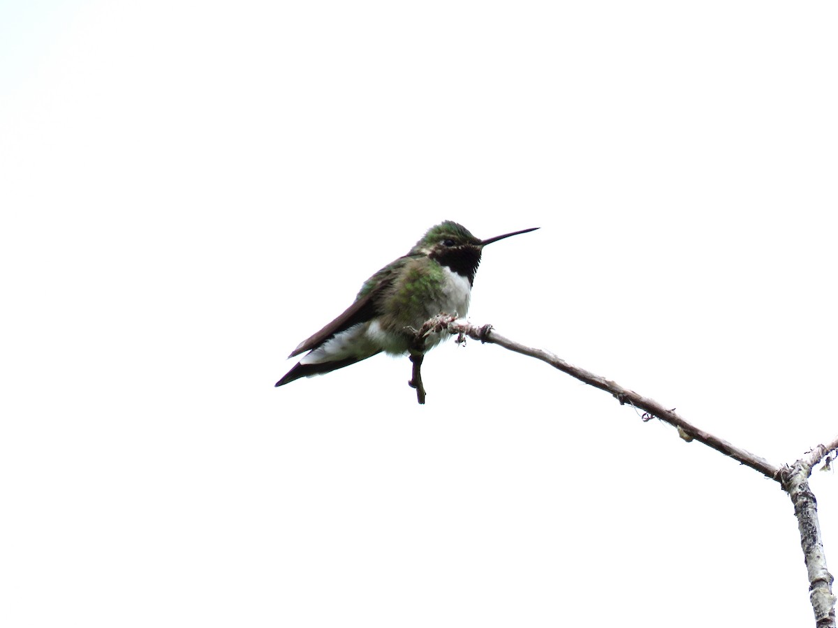 Broad-tailed Hummingbird - ML620620177
