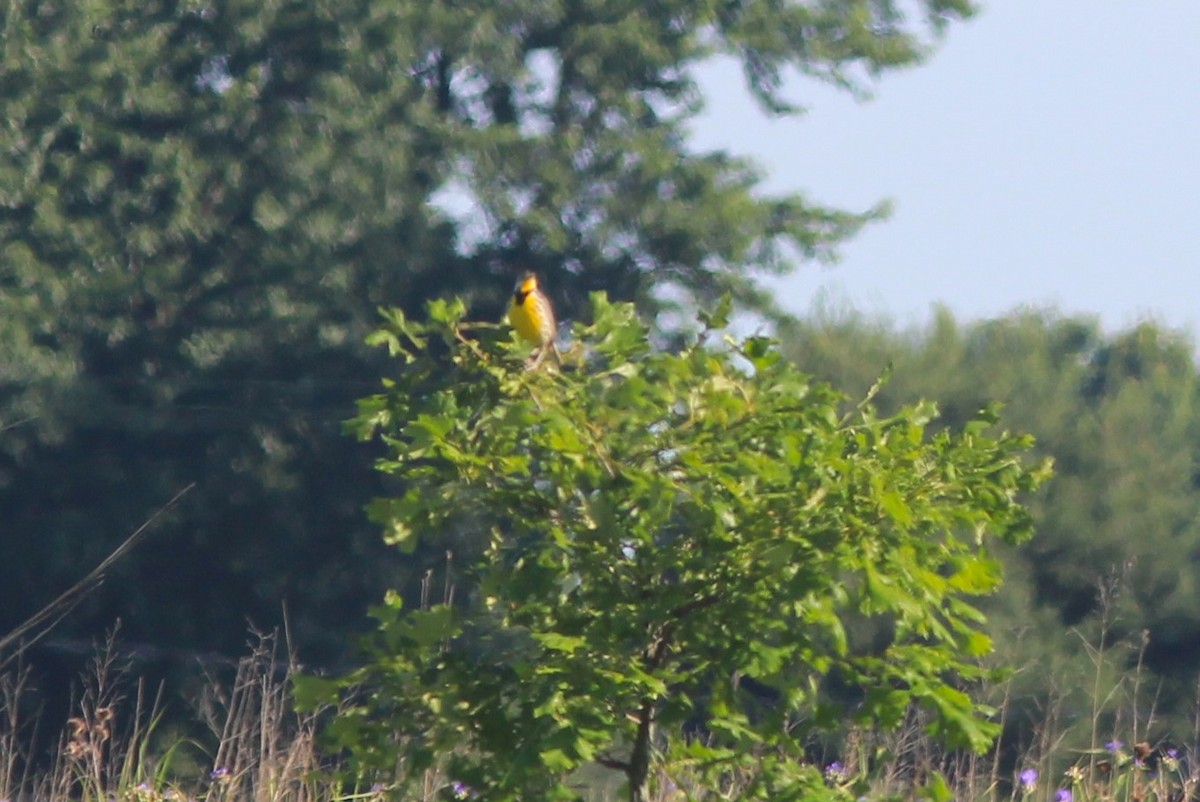 Eastern Meadowlark - ML620620180