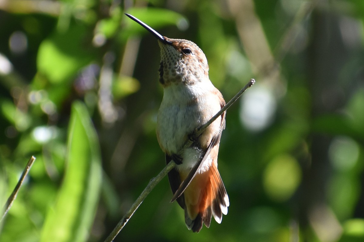 Allen's Hummingbird - ML620620185