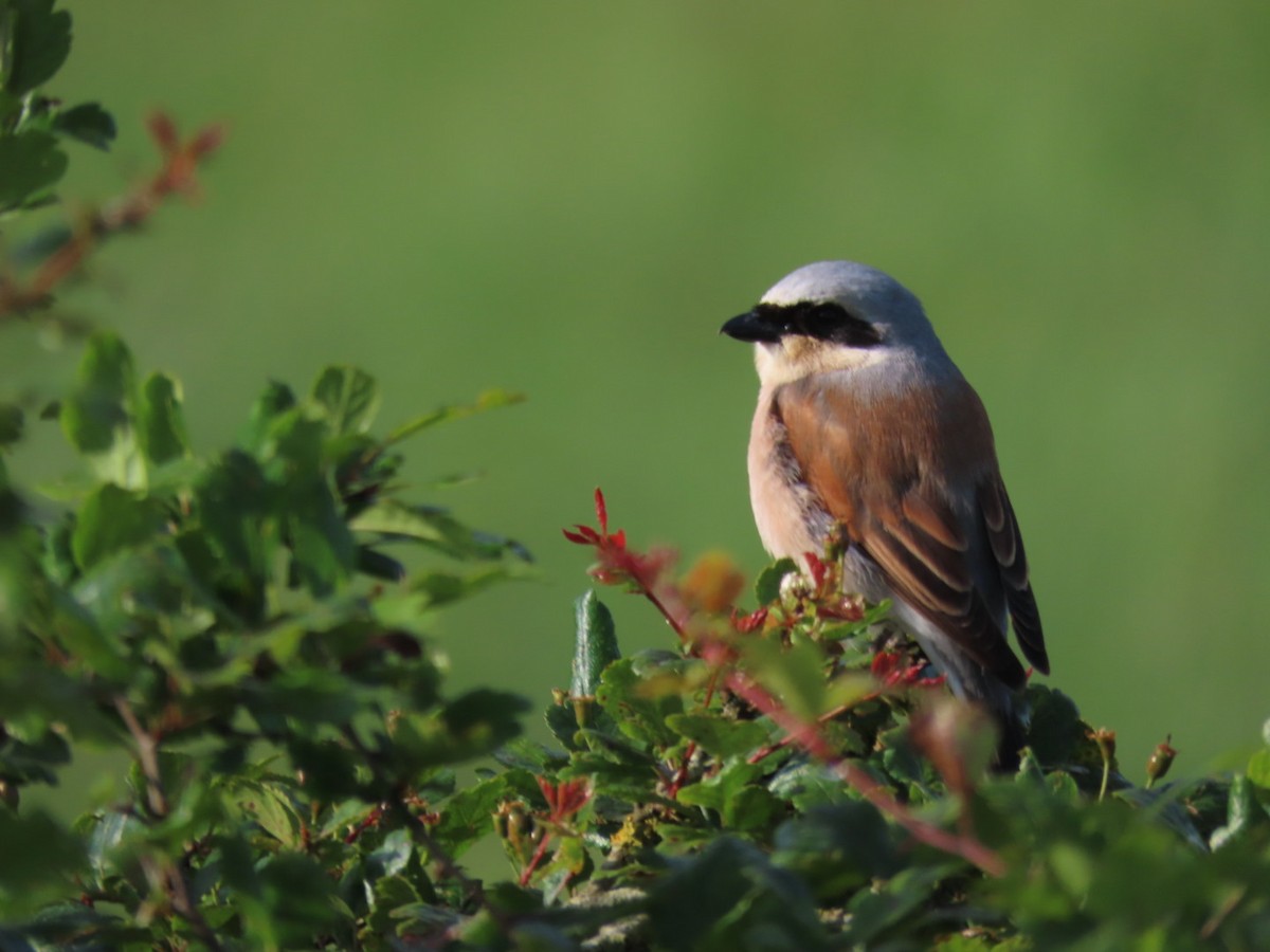 Red-backed Shrike - ML620620186