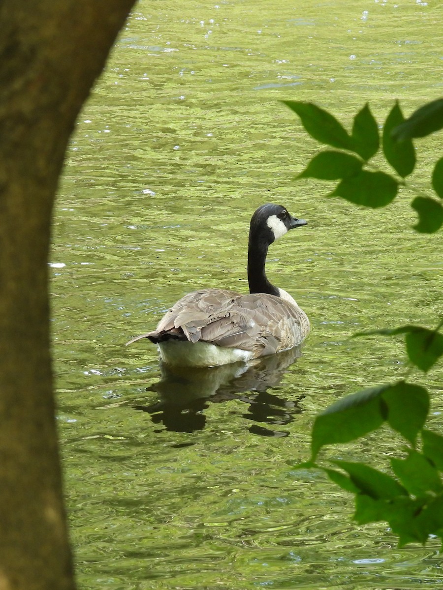 Canada Goose - ML620620189