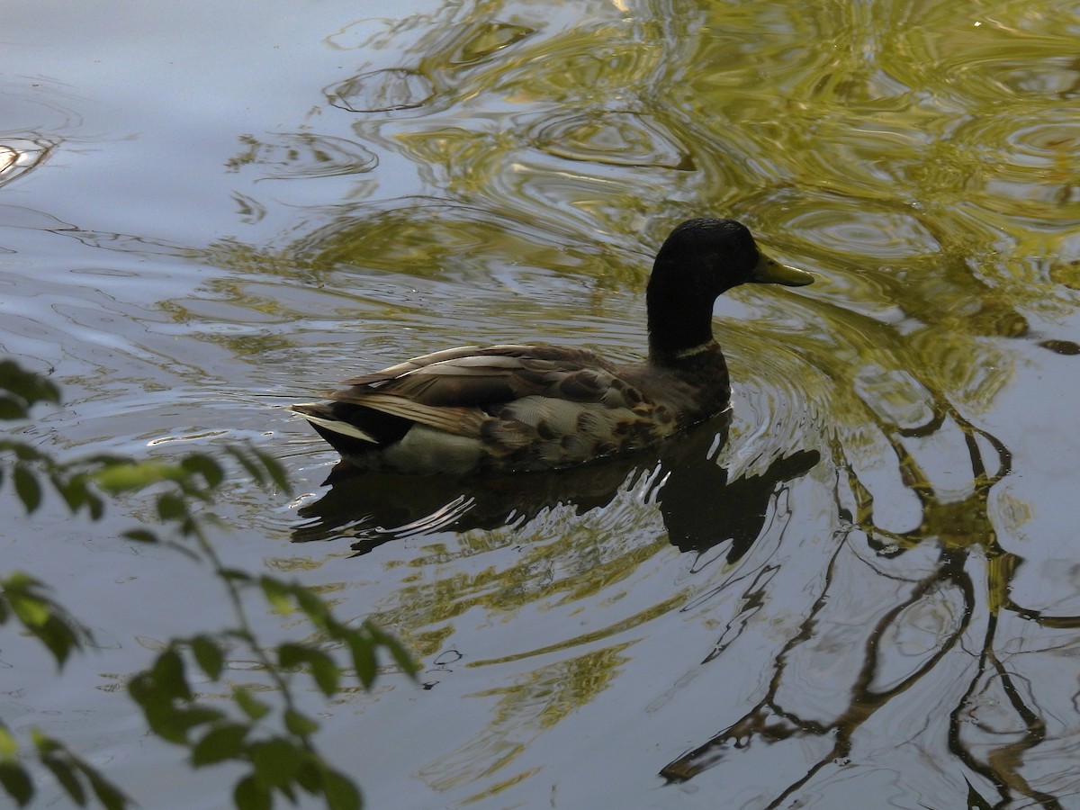 Canard colvert - ML620620193