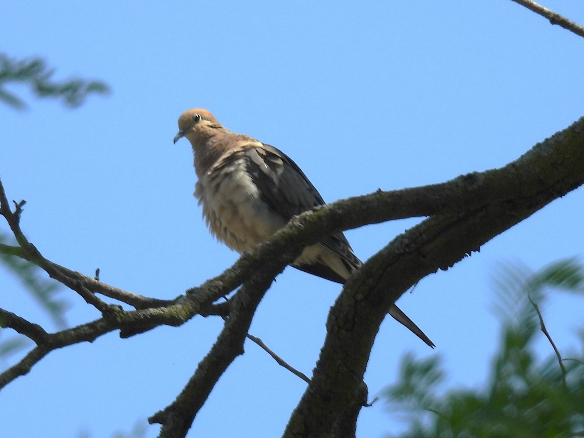 Mourning Dove - ML620620198