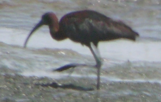 Glossy Ibis - ML620620201