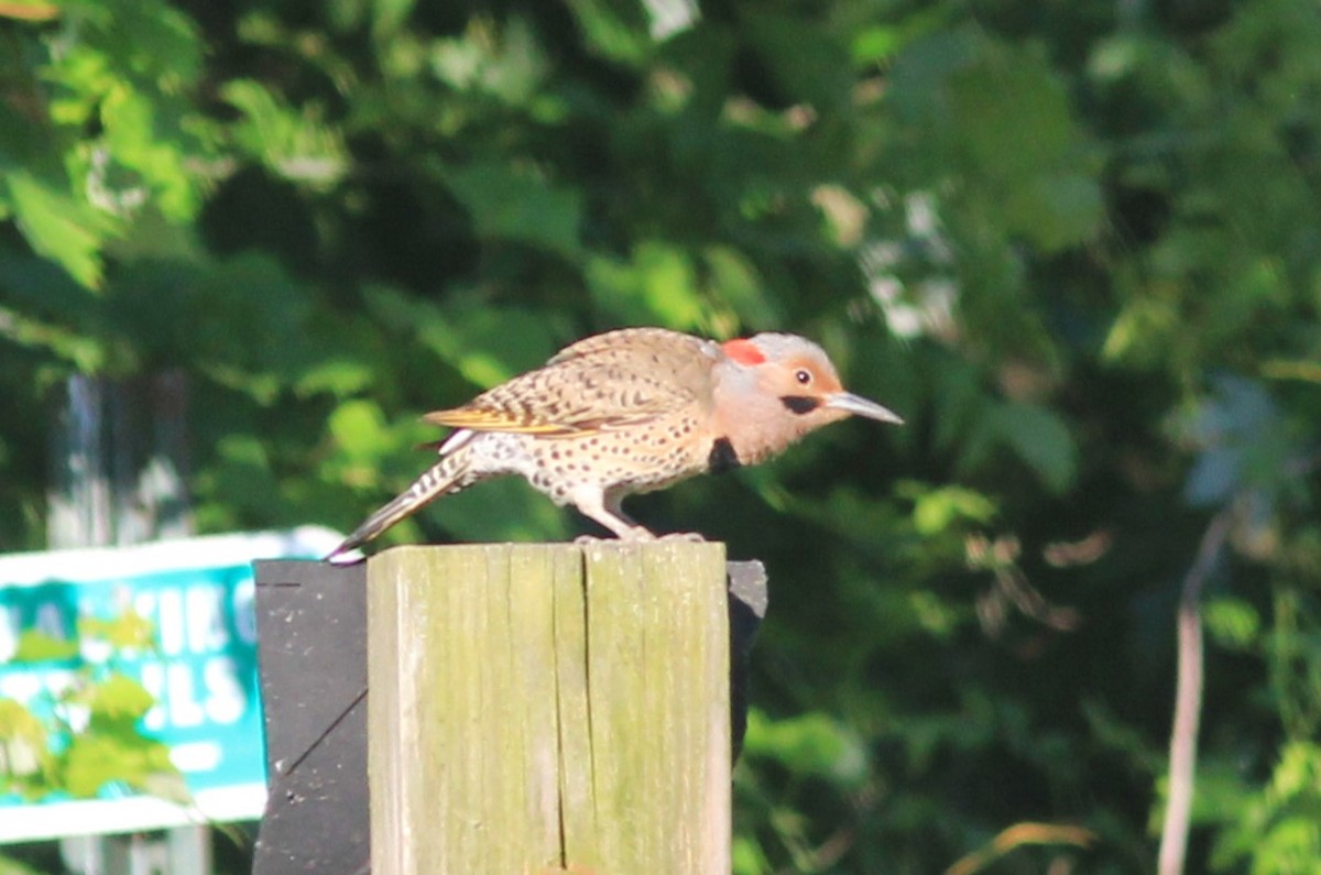 Northern Flicker - ML620620208