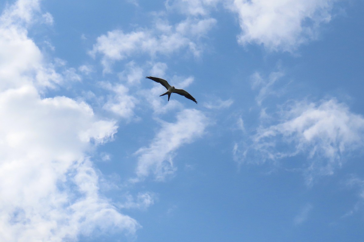 Swallow-tailed Kite - ML620620212