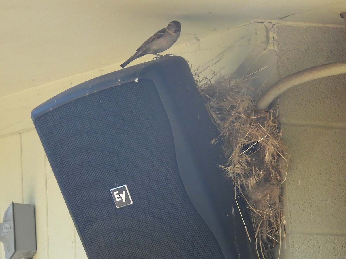 Moineau domestique - ML620620213