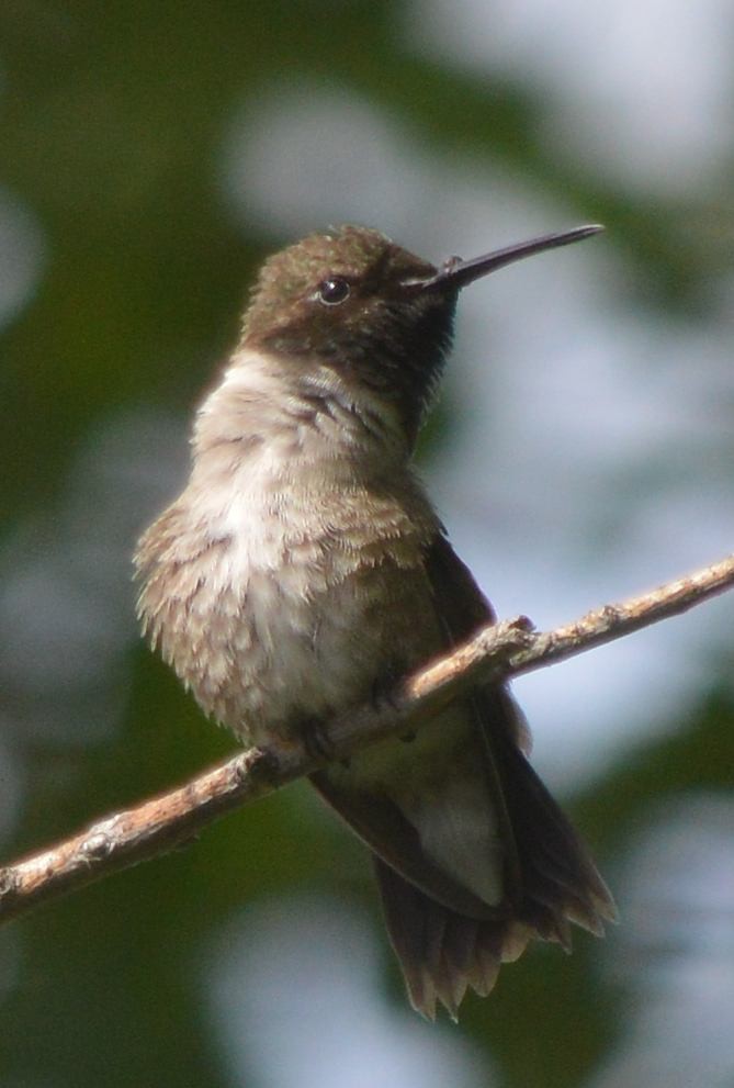 Black-chinned Hummingbird - ML620620214