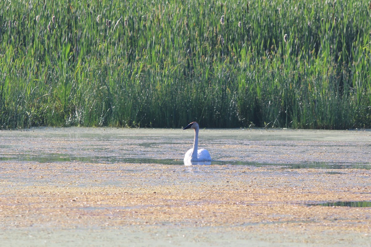 Trumpeter Swan - ML620620215