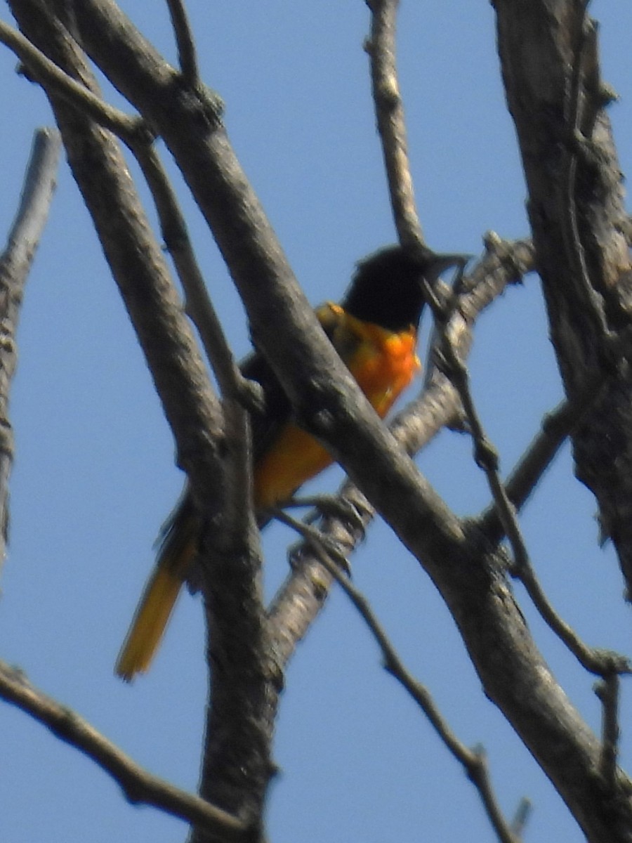 Oriole de Baltimore - ML620620216