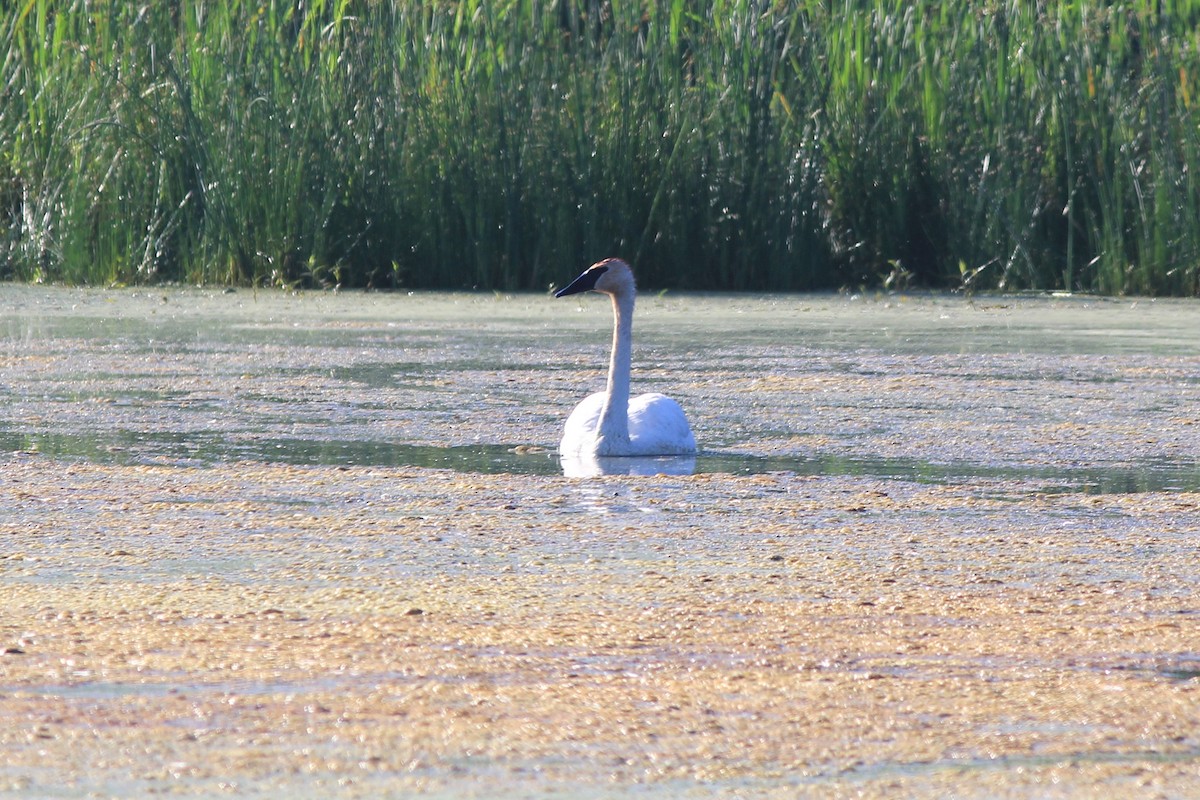 Trumpeter Swan - Anthony  Popiel