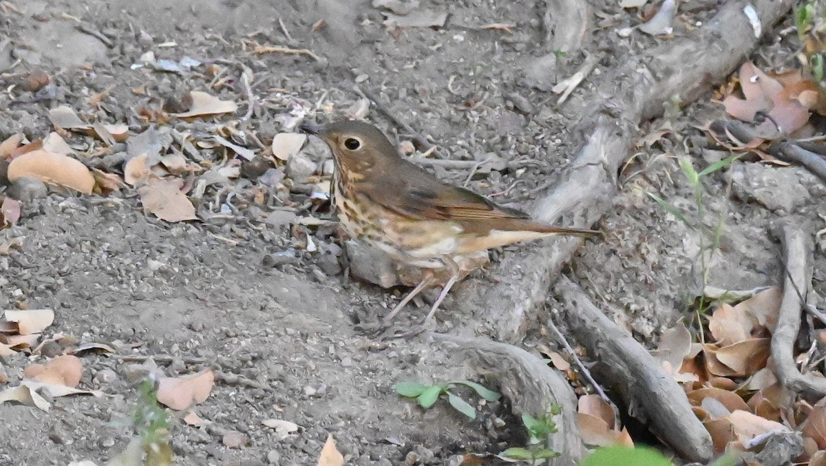 Swainson's Thrush - ML620620218