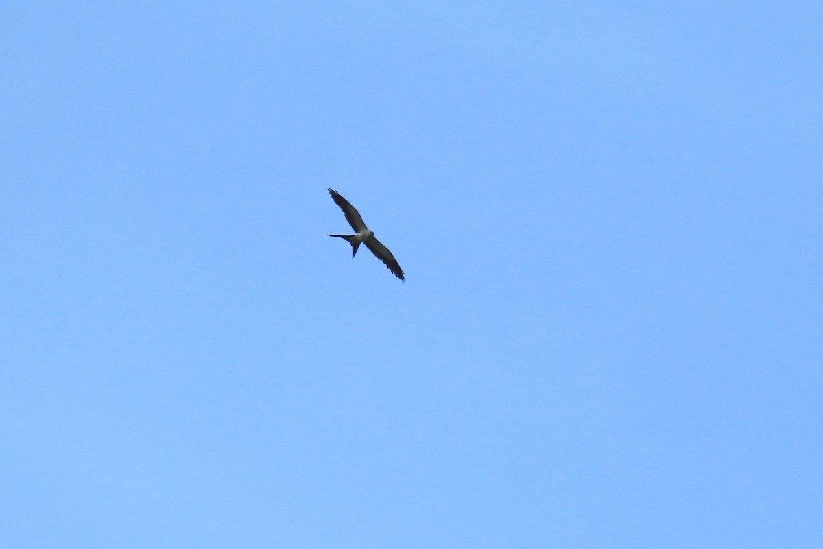 Swallow-tailed Kite - ML620620220