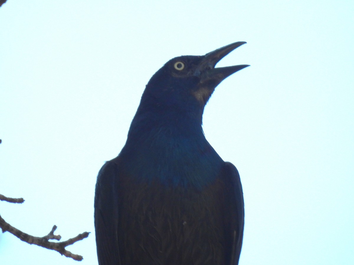 Common Grackle - ML620620222