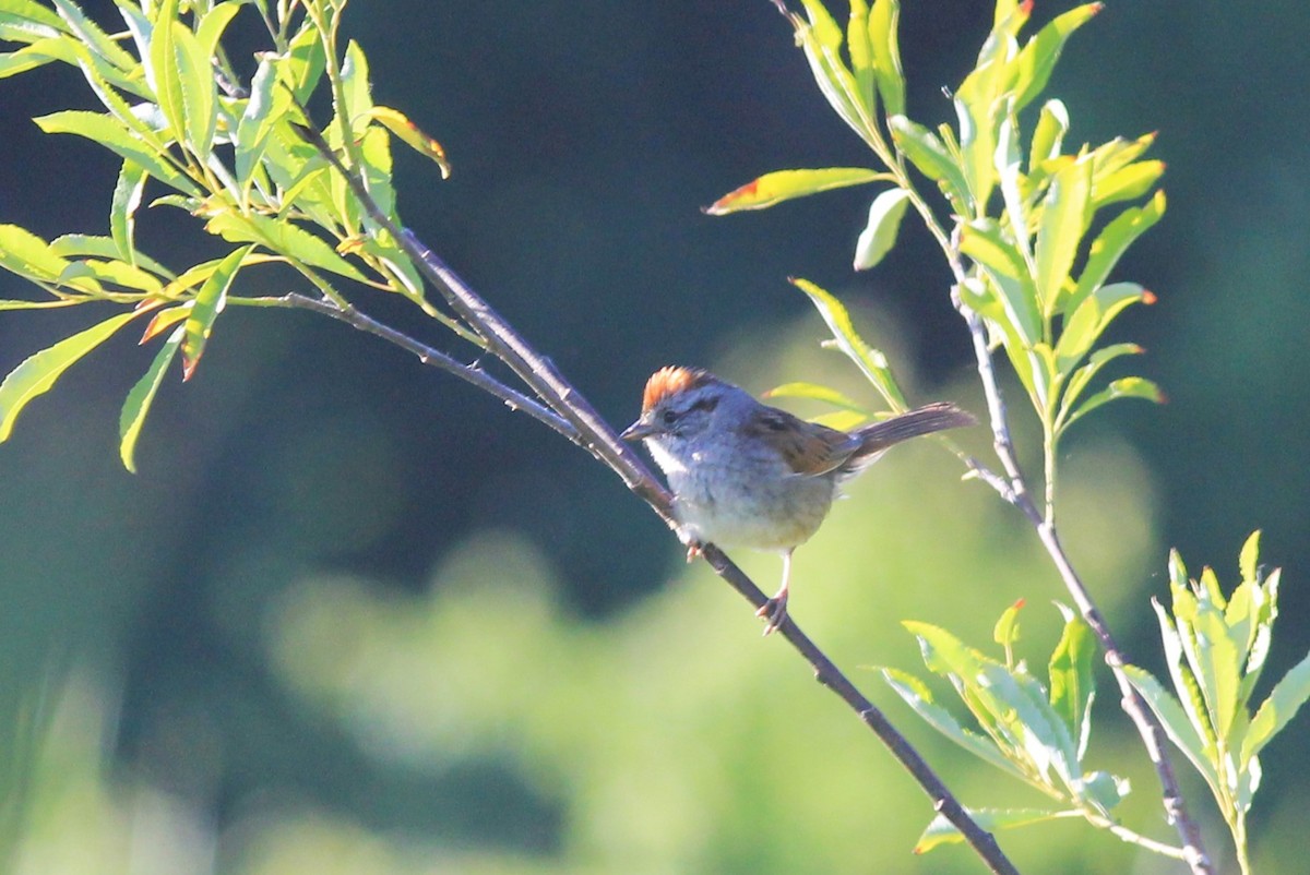 Swamp Sparrow - ML620620223