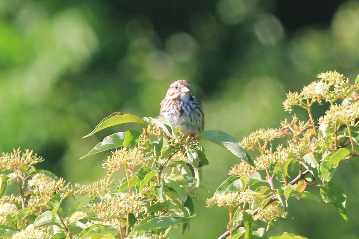 Song Sparrow - ML620620226