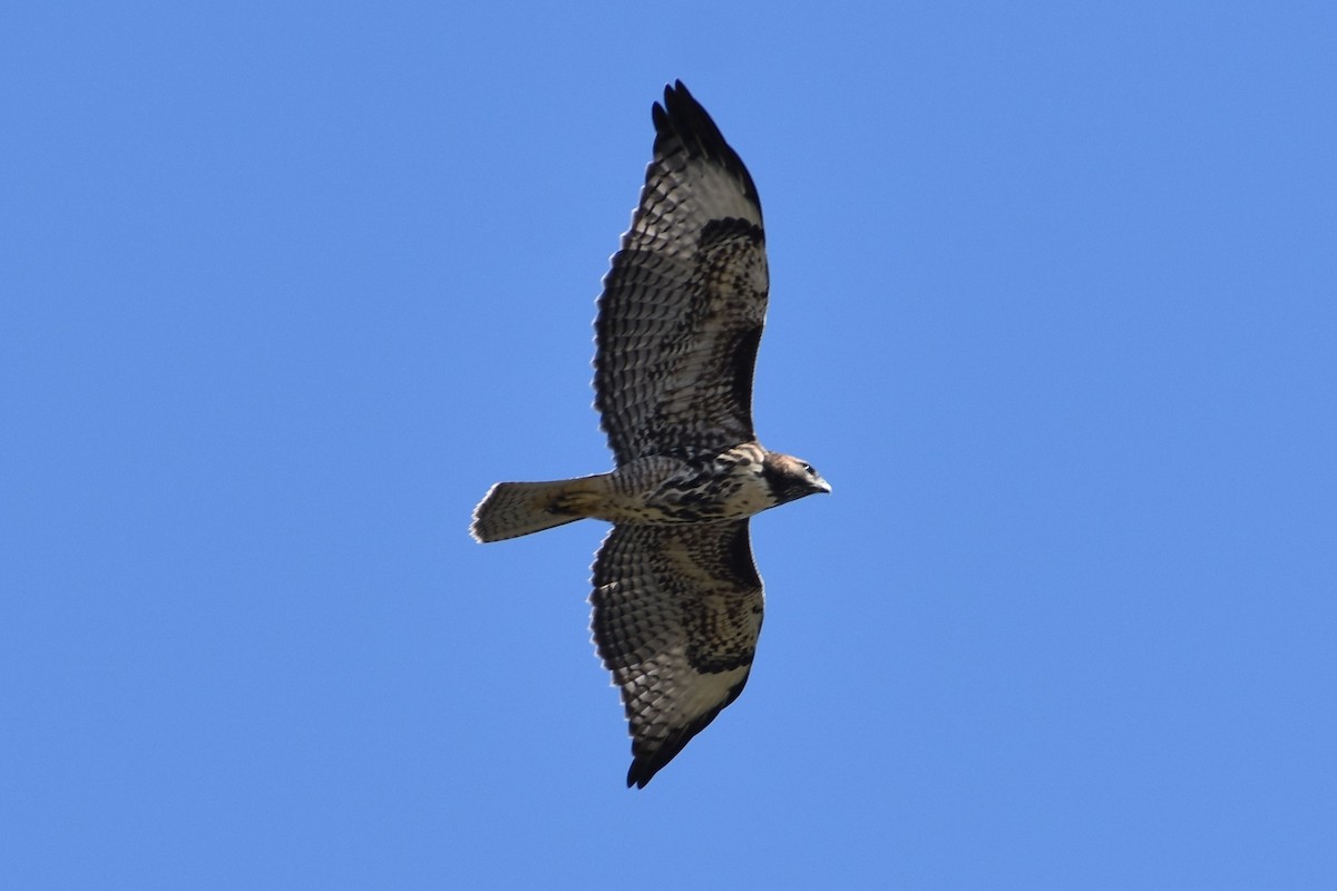 Red-tailed Hawk - ML620620227