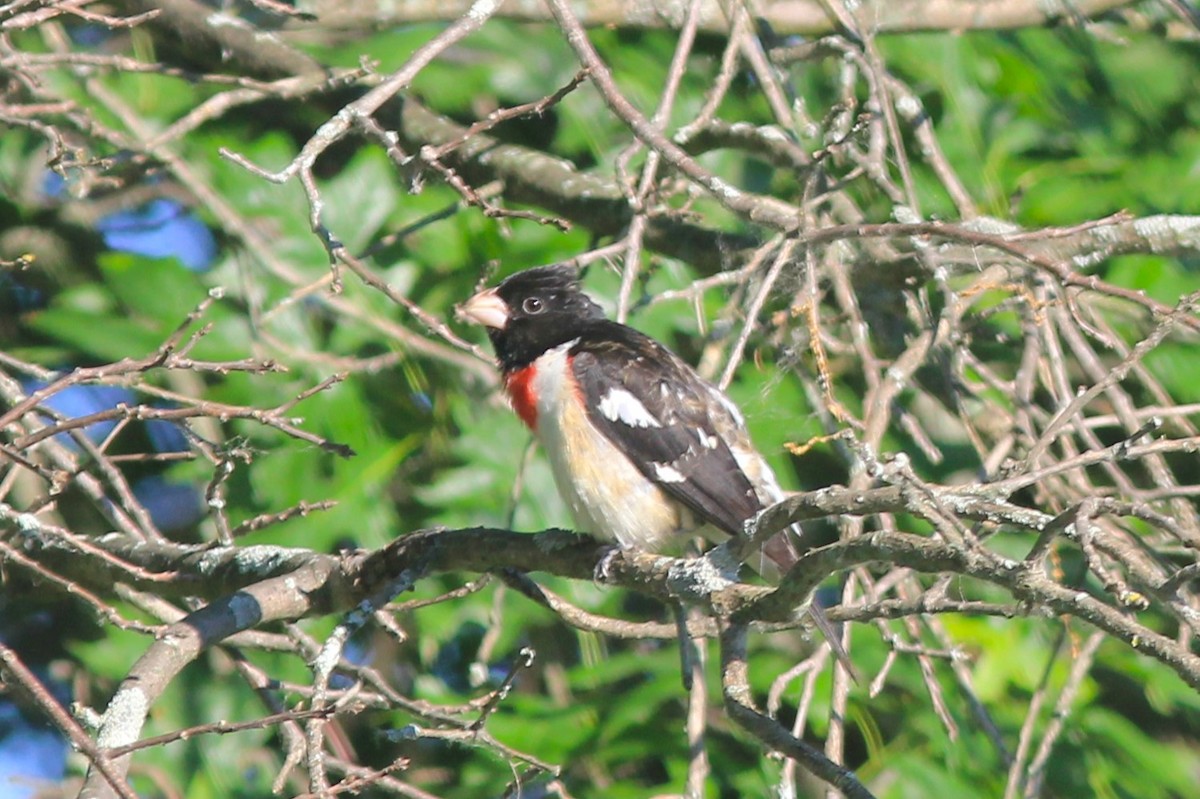 Rose-breasted Grosbeak - ML620620230