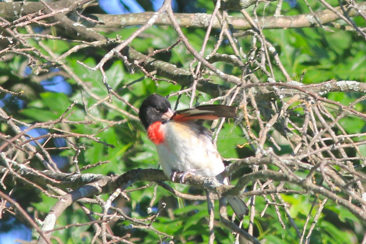 Rose-breasted Grosbeak - ML620620231