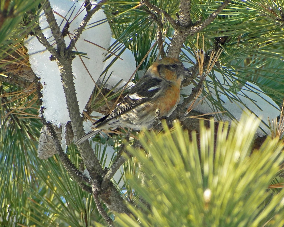 White-winged Crossbill - ML620620232