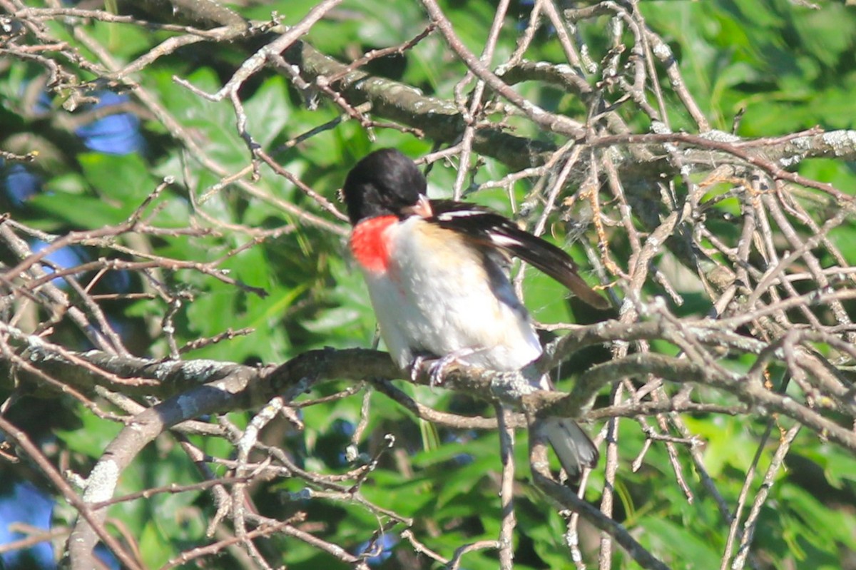 Rose-breasted Grosbeak - ML620620233