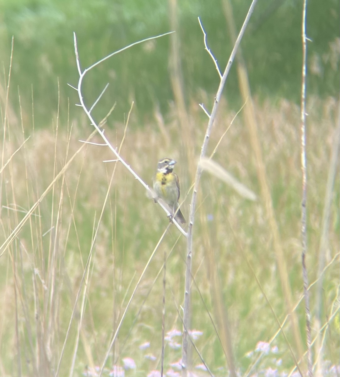 Dickcissel - ML620620235