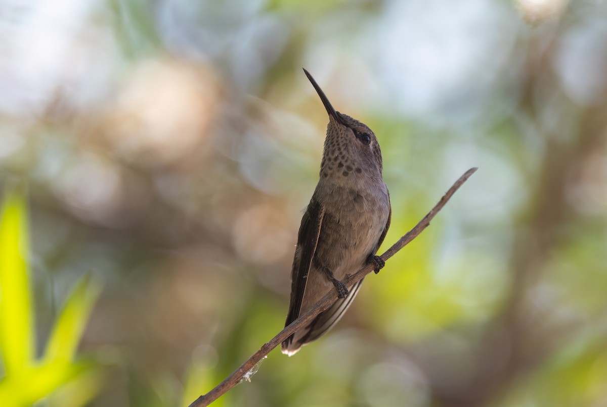 Anna's Hummingbird - ML620620236