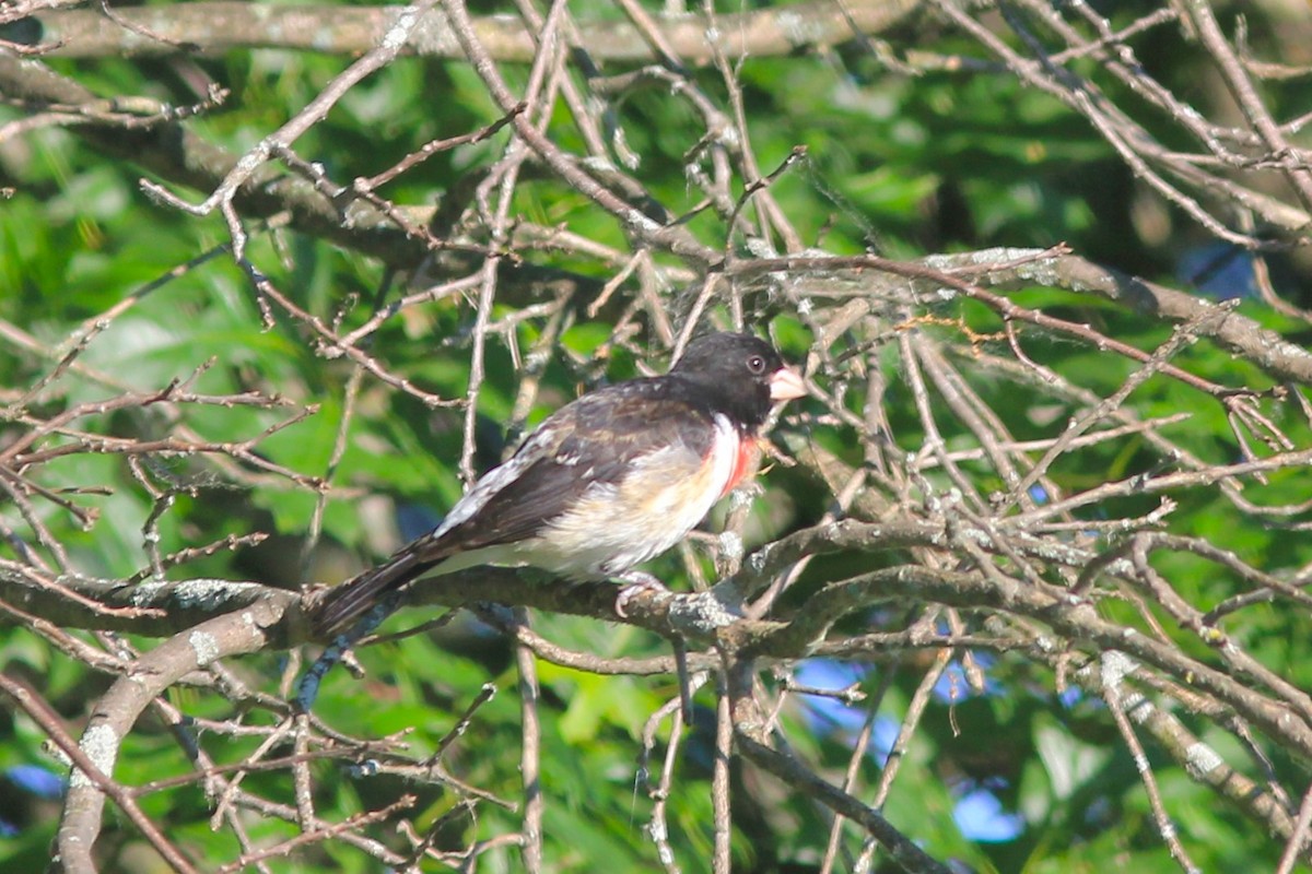 Rose-breasted Grosbeak - ML620620237