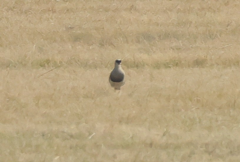 Crowned Lapwing - ML620620238