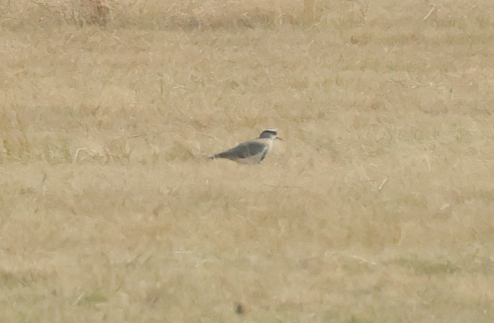 Crowned Lapwing - ML620620239