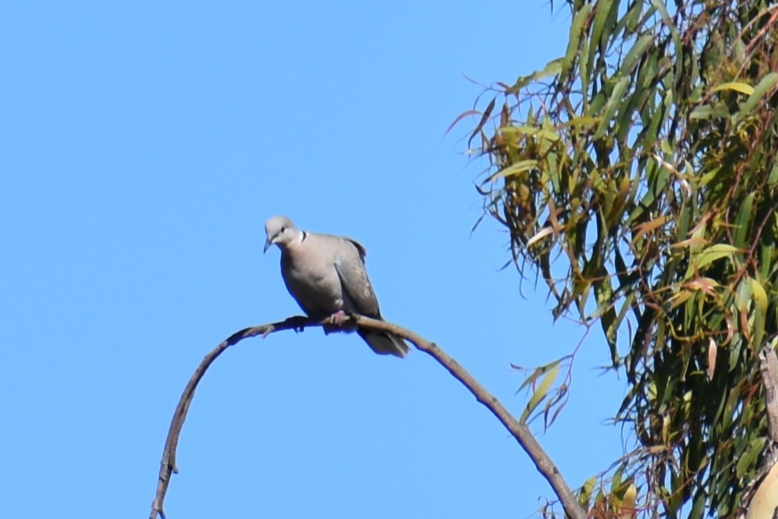 Eurasian Collared-Dove - ML620620240