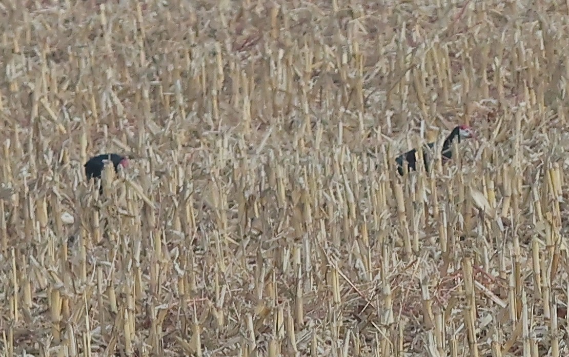 Southern Bald Ibis - ML620620242