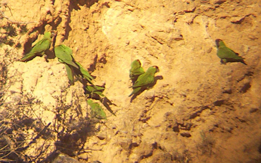 Conure à front brun - ML620620243