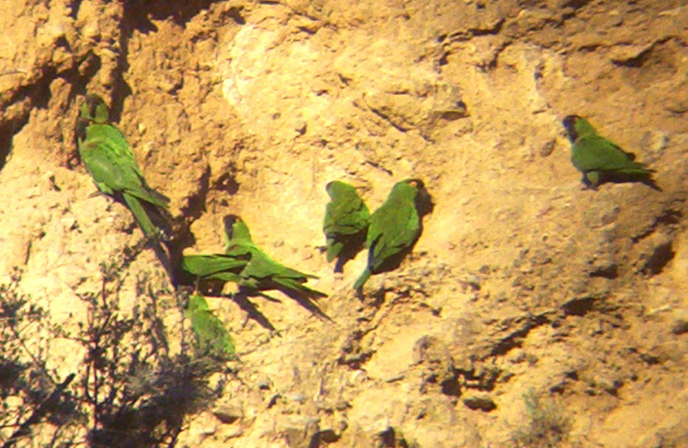 Conure à front brun - ML620620244