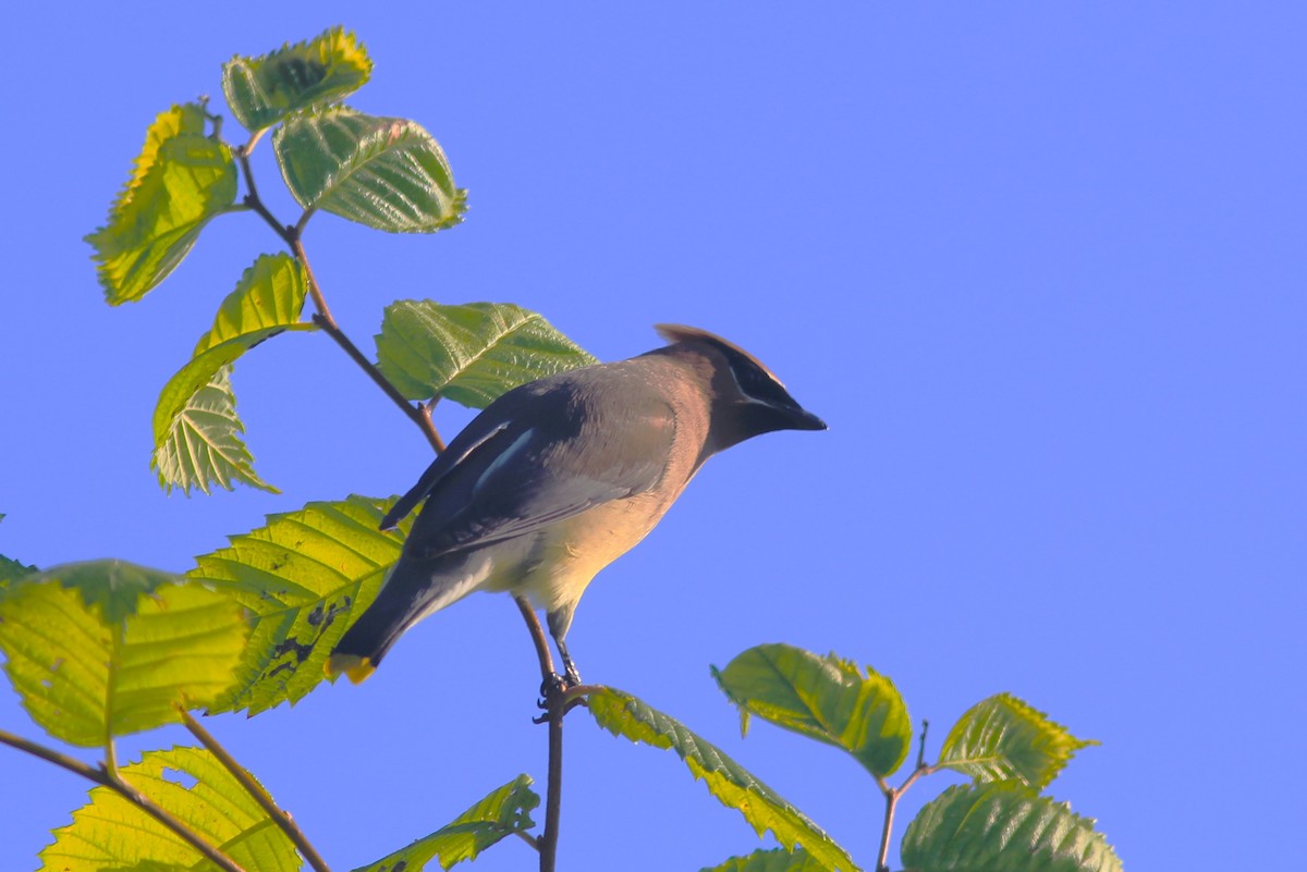 Cedar Waxwing - ML620620247