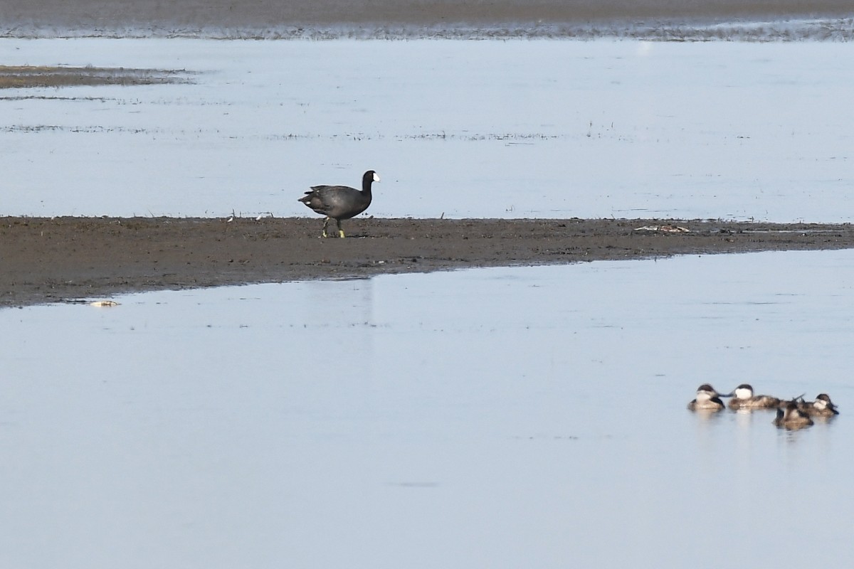 American Coot - ML620620248