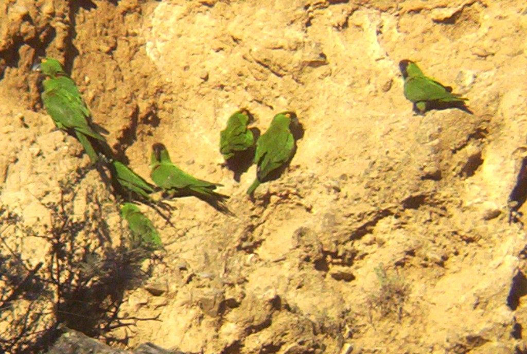 Maroon-fronted Parrot - ML620620249