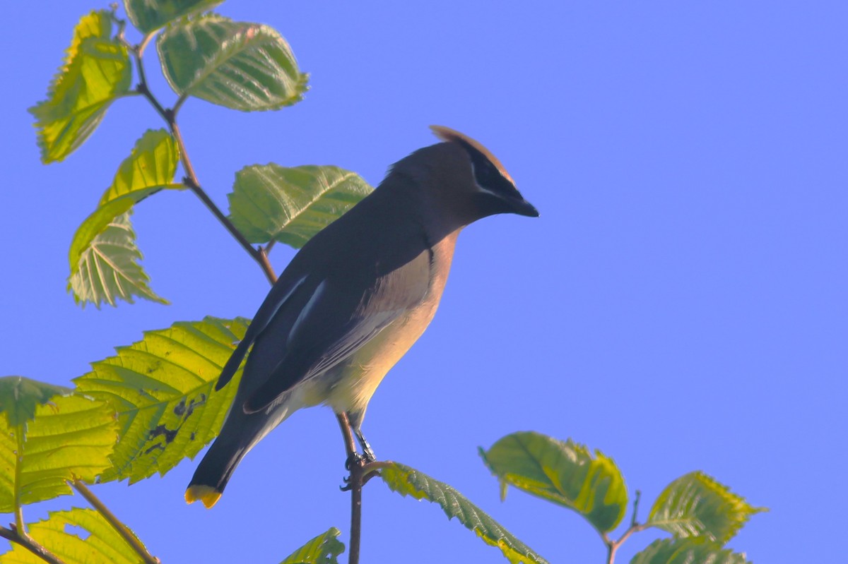 Cedar Waxwing - ML620620251