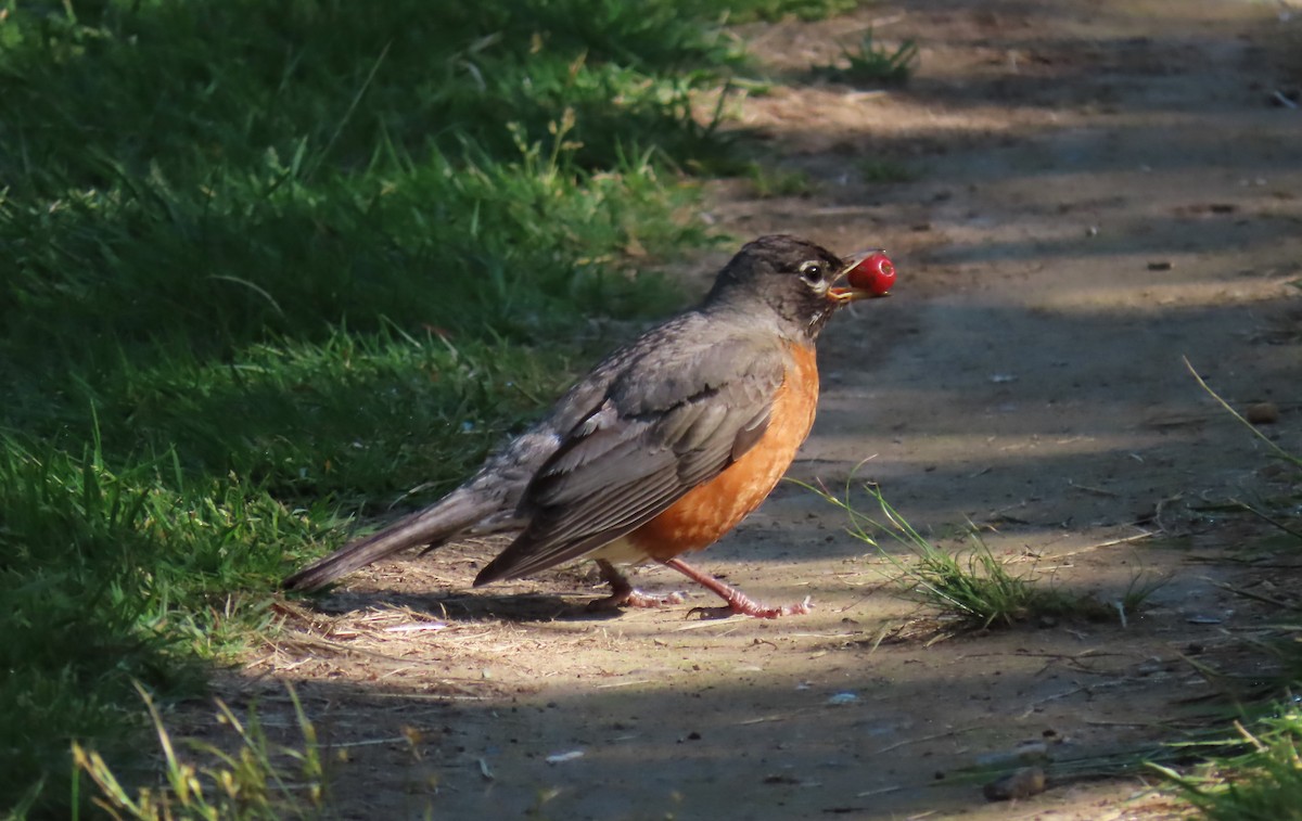 American Robin - ML620620252