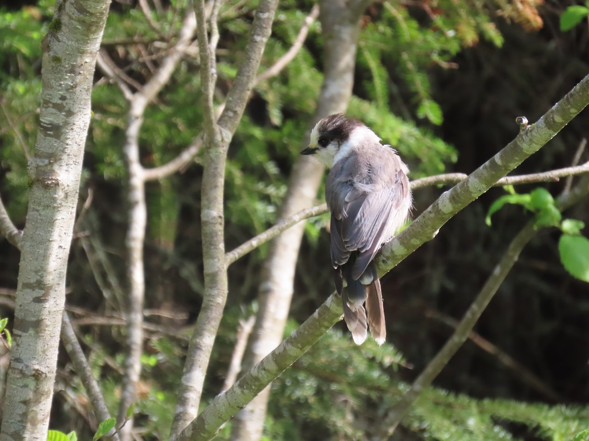 Canada Jay - ML620620253