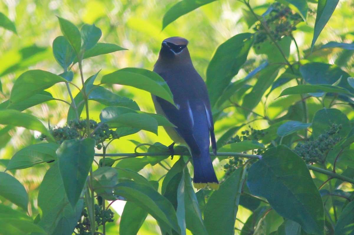 Cedar Waxwing - Anthony  Popiel