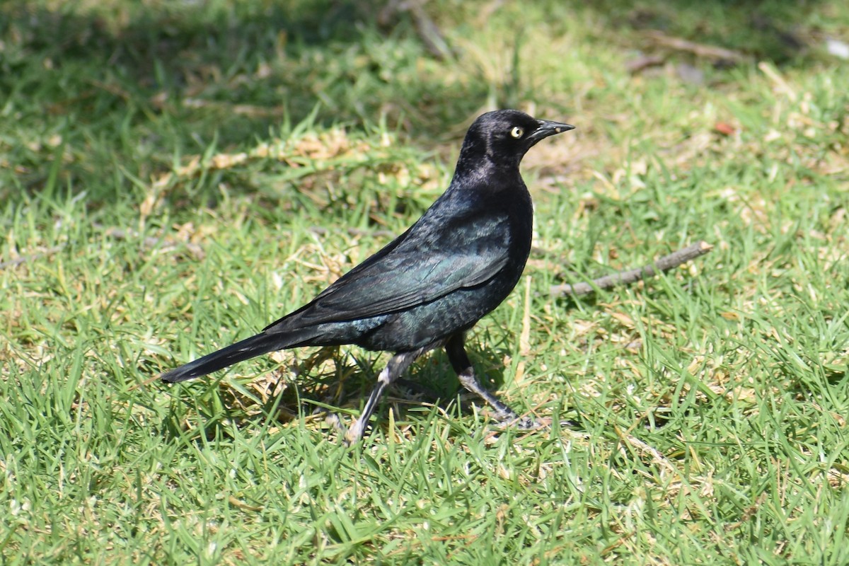 Brewer's Blackbird - ML620620256