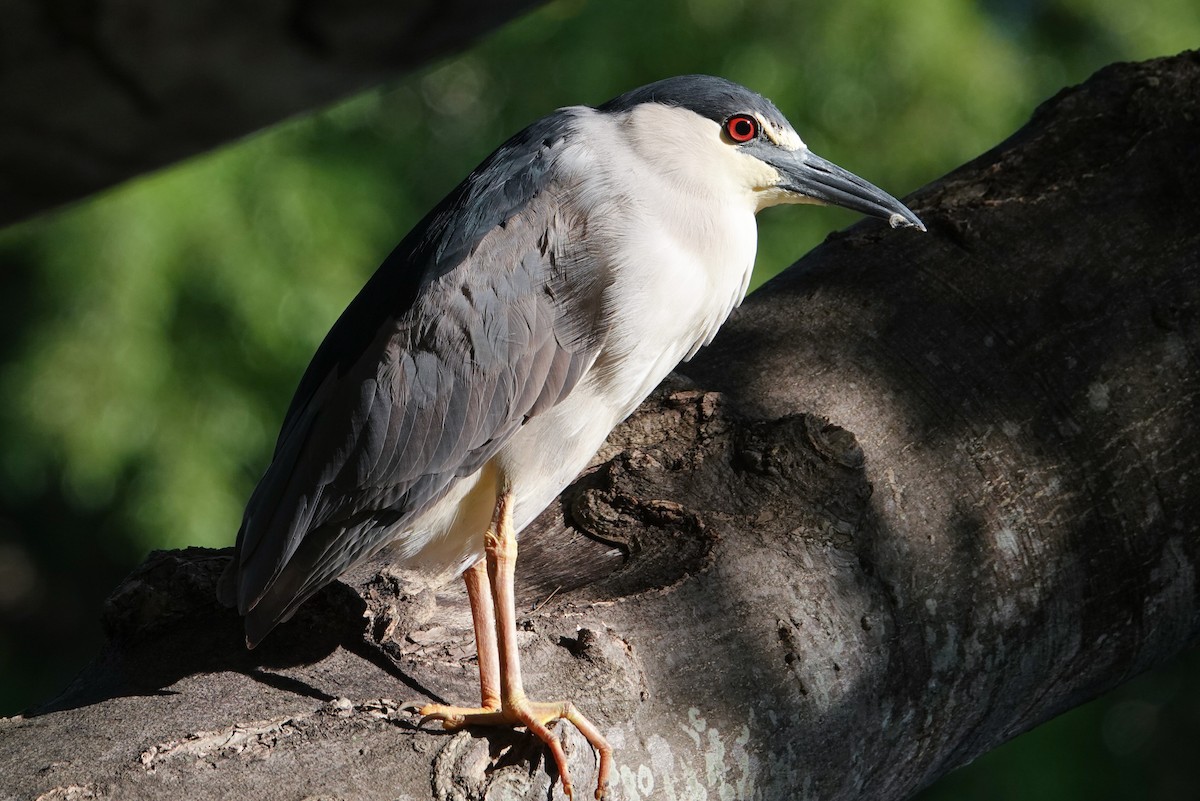 Black-crowned Night Heron - ML620620261