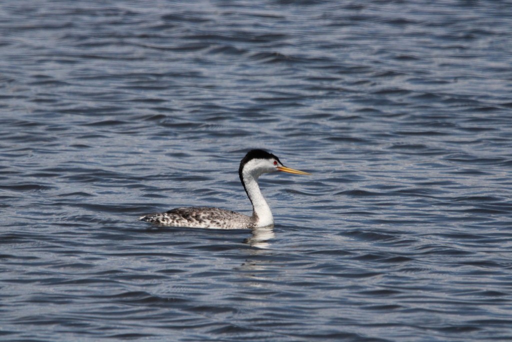 Clark's Grebe - ML620620265