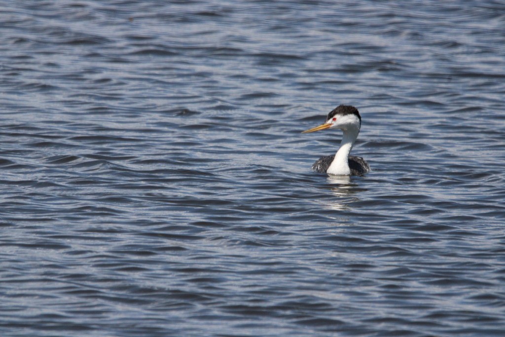 Clark's Grebe - ML620620266