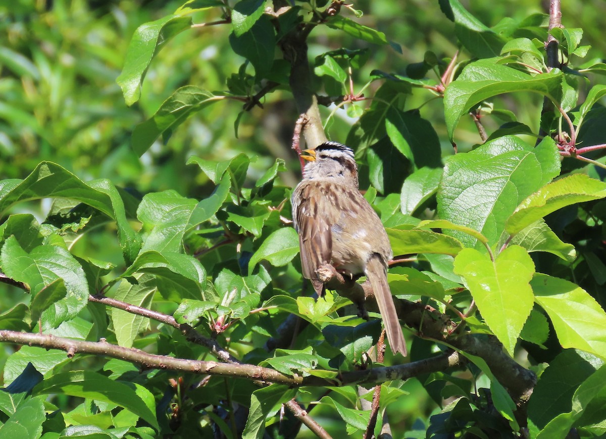 White-crowned Sparrow (pugetensis) - ML620620268
