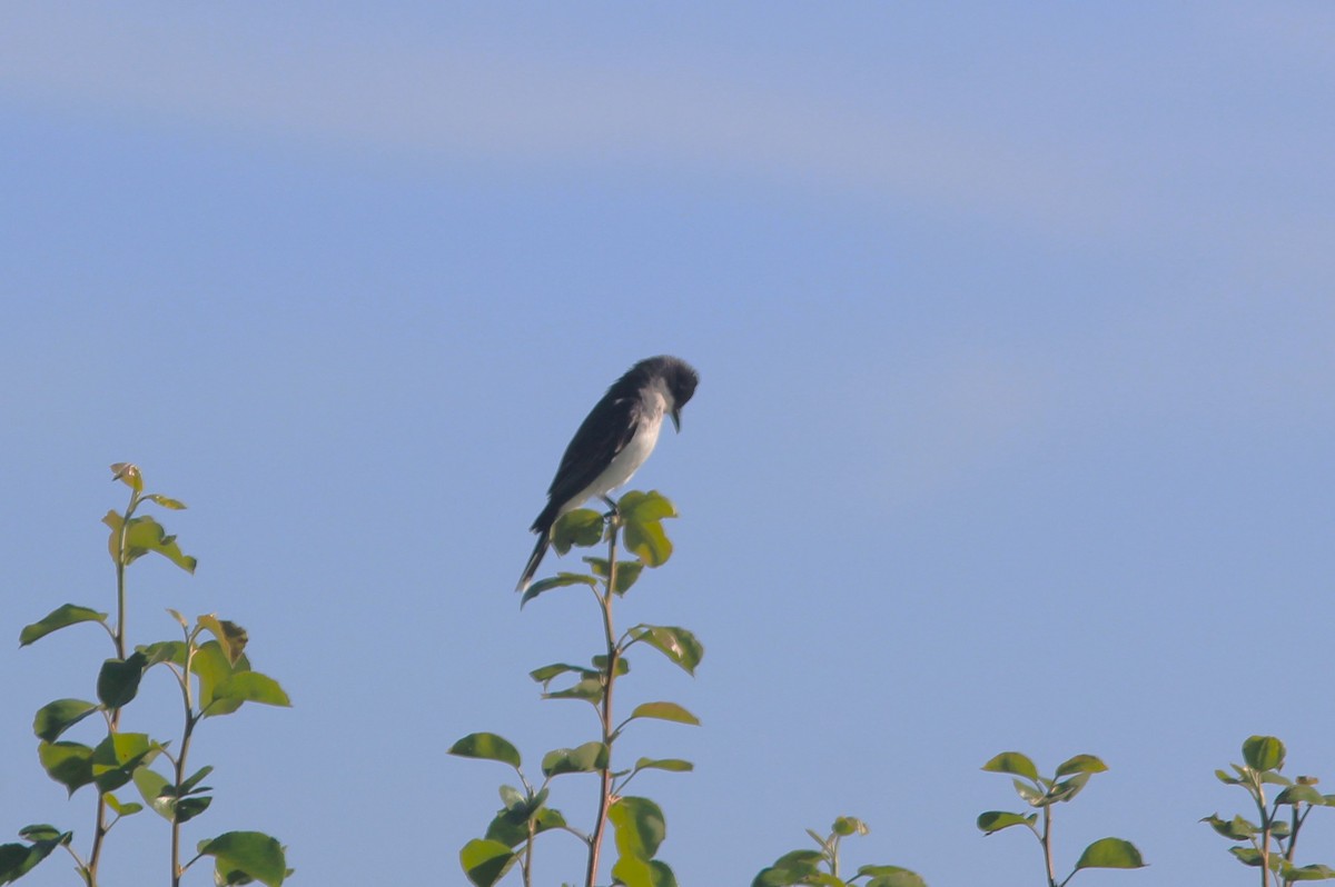 Eastern Kingbird - ML620620270