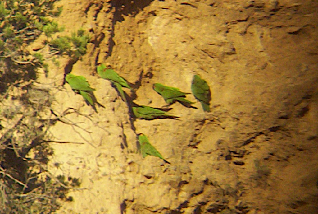 Maroon-fronted Parrot - ML620620271