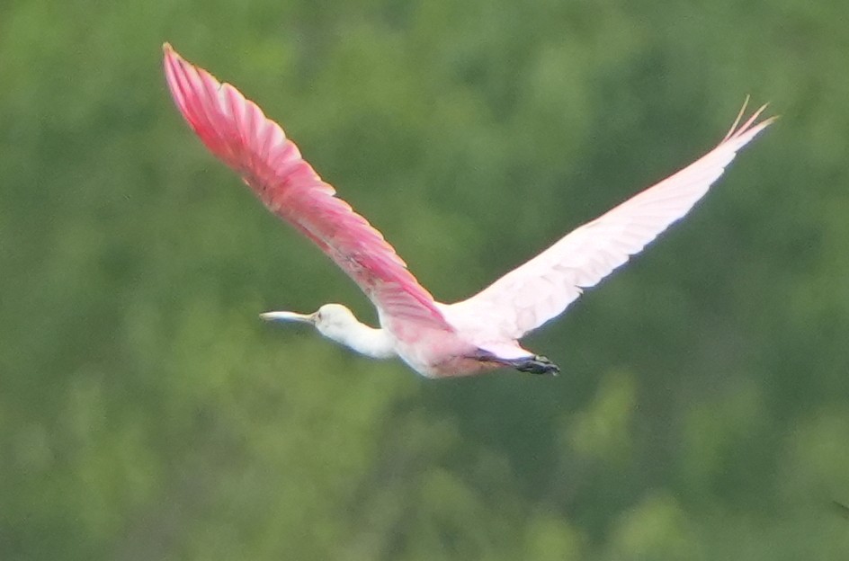 Roseate Spoonbill - Dave Bowman